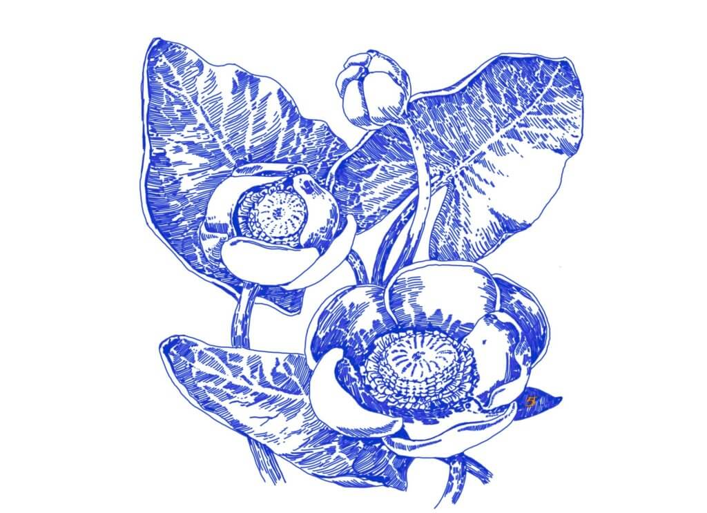 A picture a poppy flower which is considered a weed and a fragile flower.